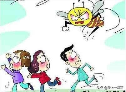 熊孩子被马蜂蛰肿成猪头,马蜂蛰了的急救处理方法