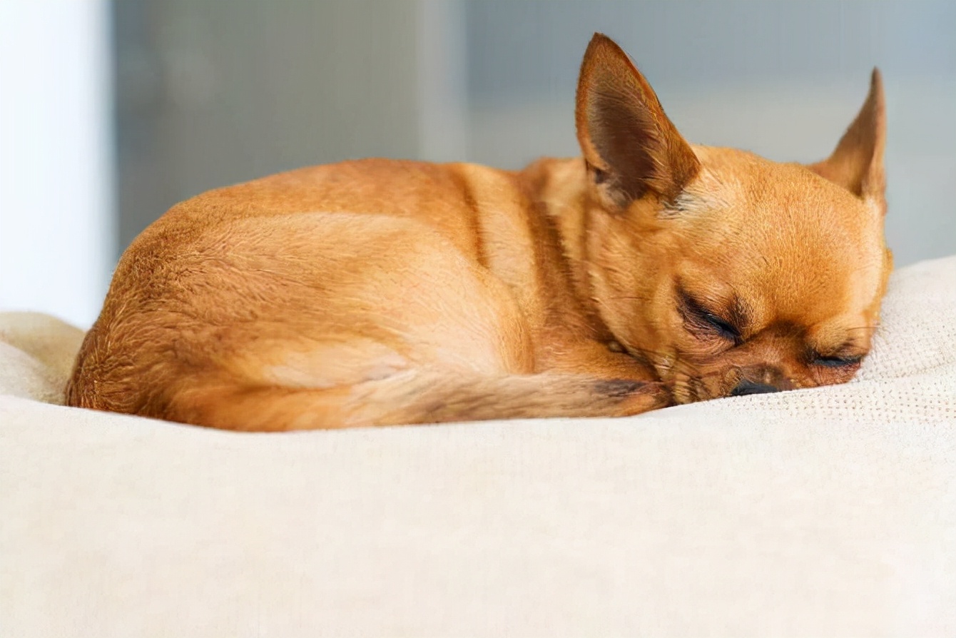 为什么不建议养吉娃娃,吉娃娃犬与吉娃娃哪个好养
