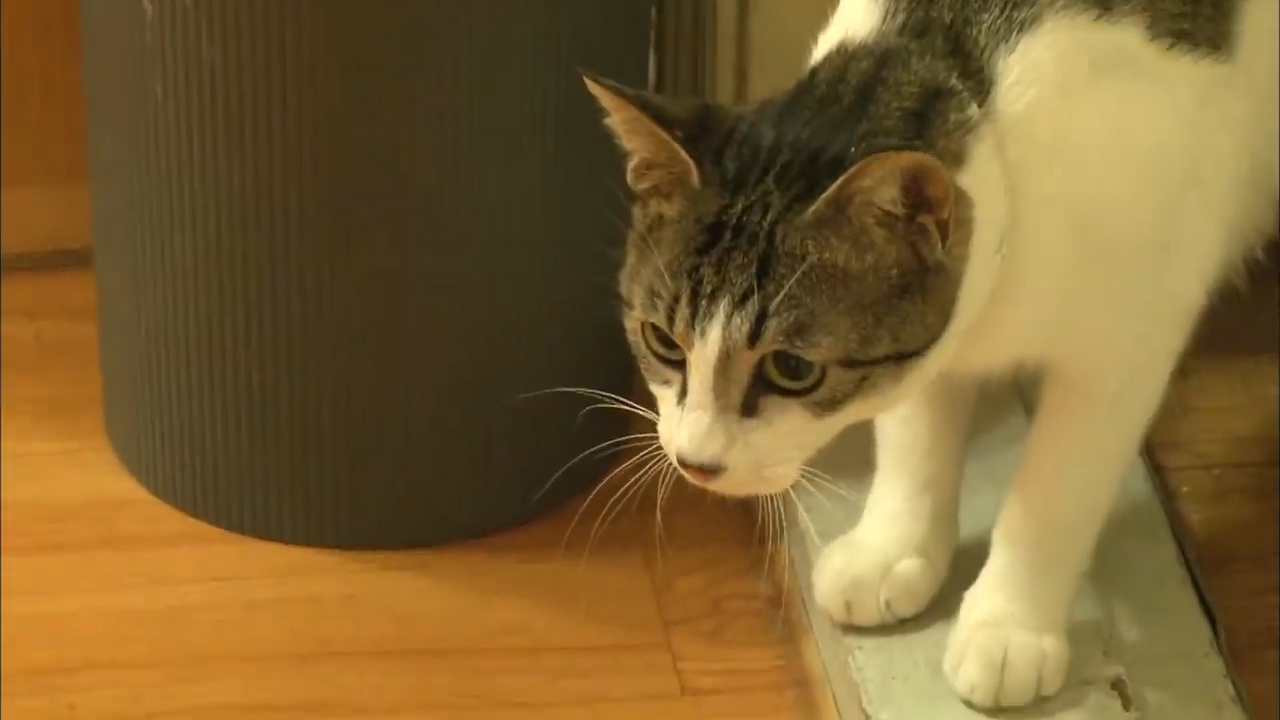 比格犬幼崽被打,比格犬咬猫咪