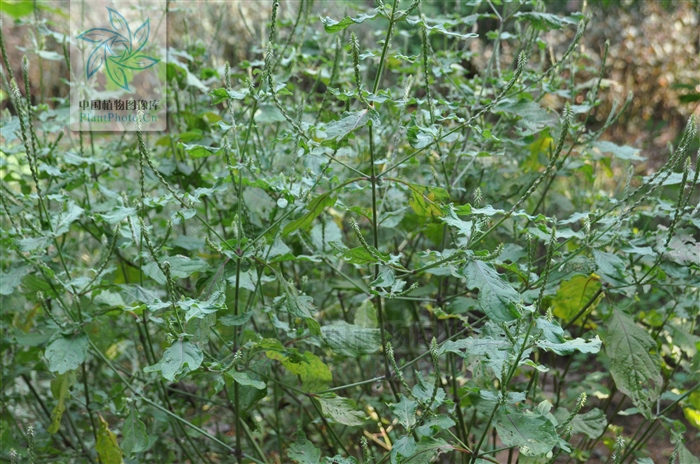 神农本草经中的药材图片,神农本草经高清彩图