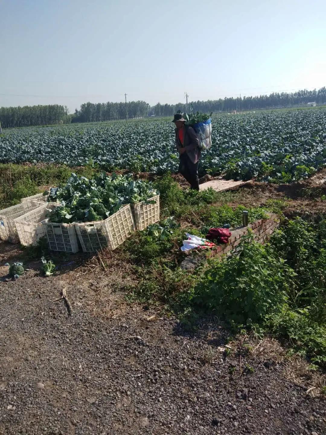 武清区农业创新基地,武清区农业建设规划