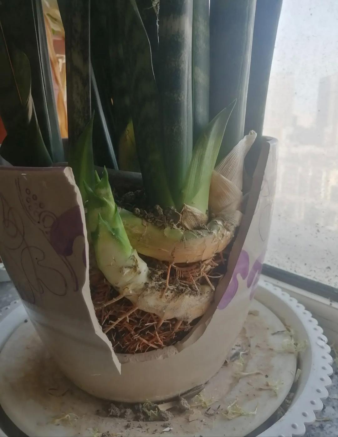 虎皮兰怎么养才长爆盆,虎皮兰怎么养得又宽又厚