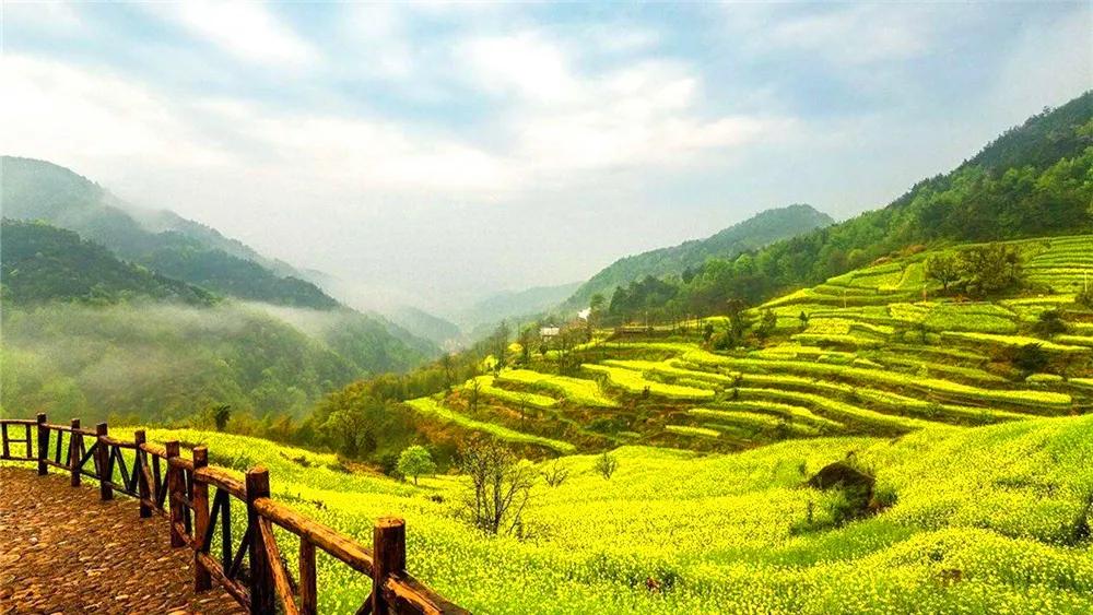 油菜花风景点,罗平县小油菜花