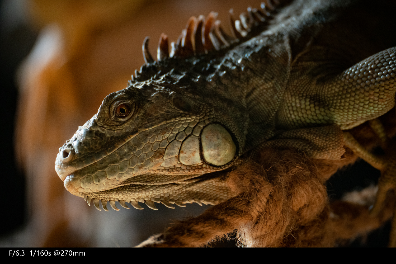 全画幅腾龙70-300,腾龙70-300e卡口