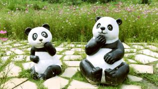 来成都打卡空港花田,成都双流空港花田打卡看飞机