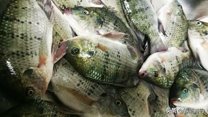 钓鱼百科，斑点非洲鲫，浅谈钓技和饵料的使用