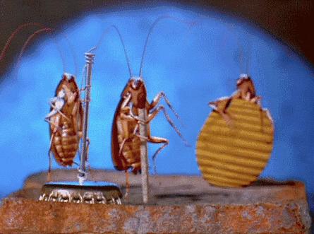 蟑螂防治带你了解不一样的蟑螂,蟑螂是家里最可怕的一种害虫