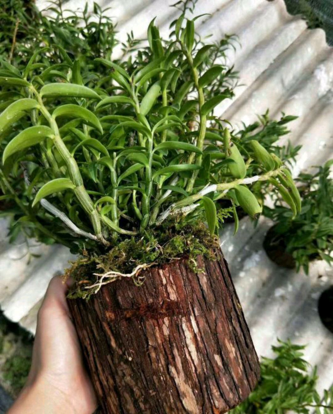 18大“健康花”，吸收有害气体，滞尘，释放氧气，还能治愈人心