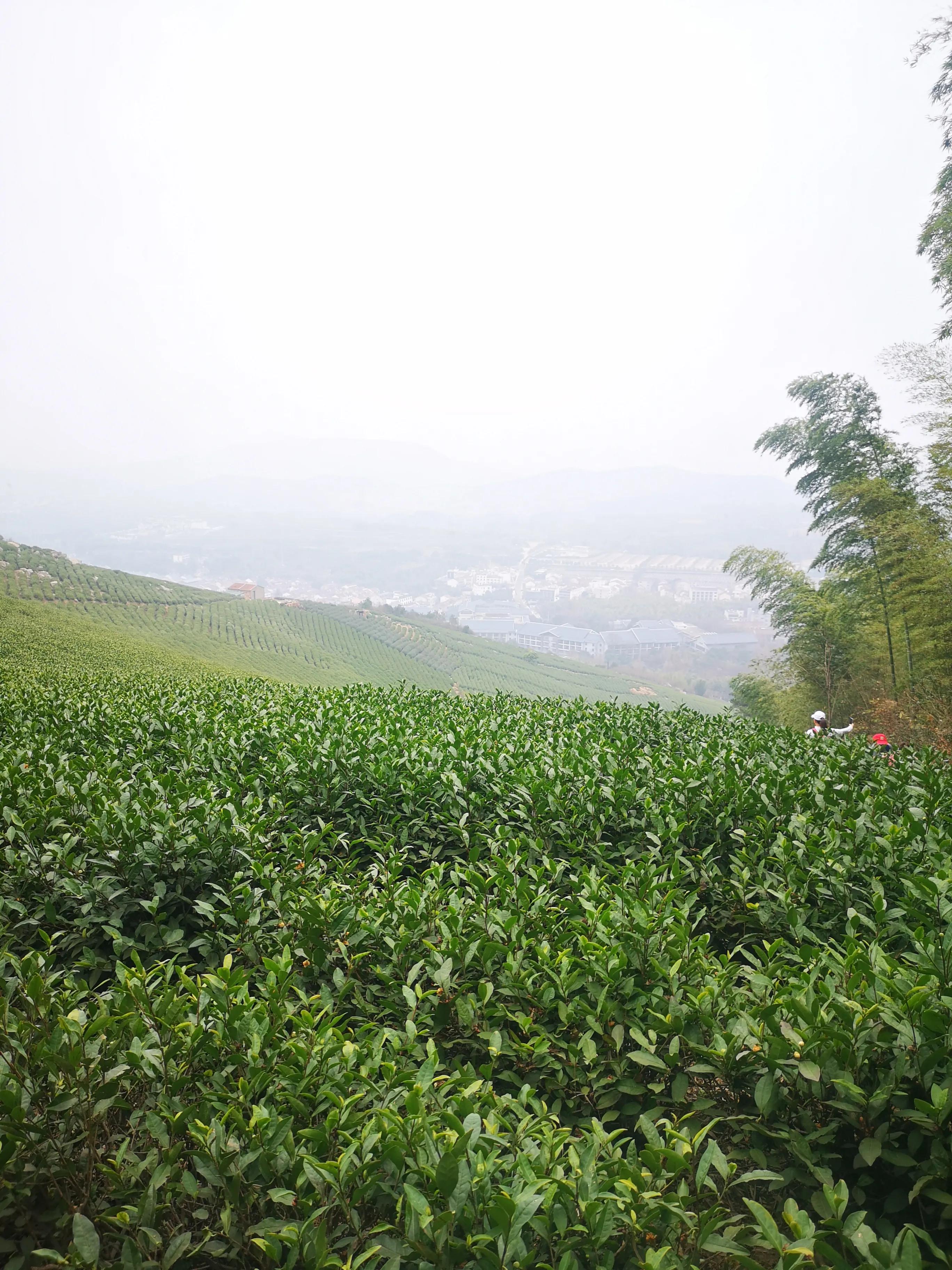 溧阳南山竹海小鸟天堂,宜兴南山竹海和溧阳南山竹海