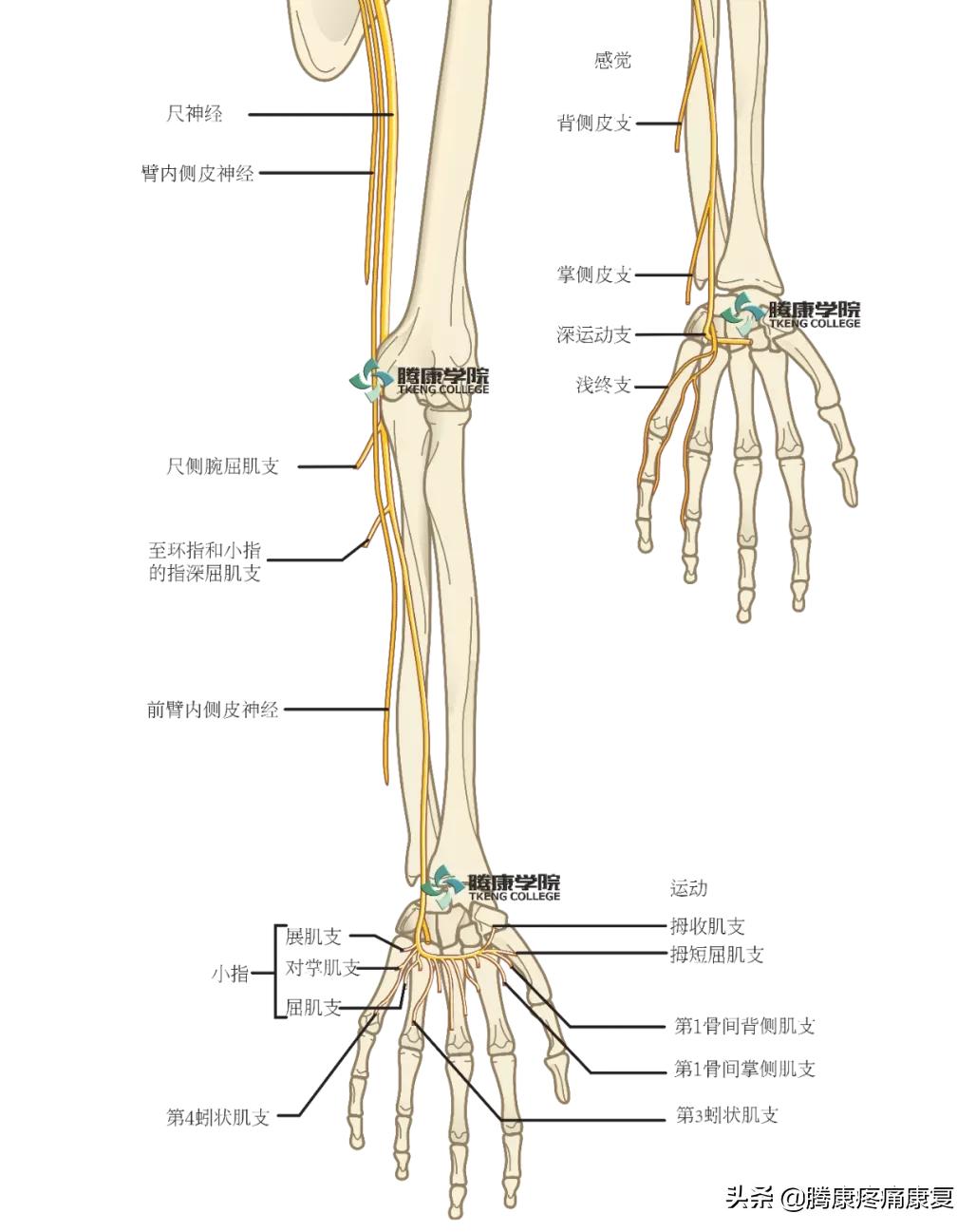 最全!脊神经系统汇总