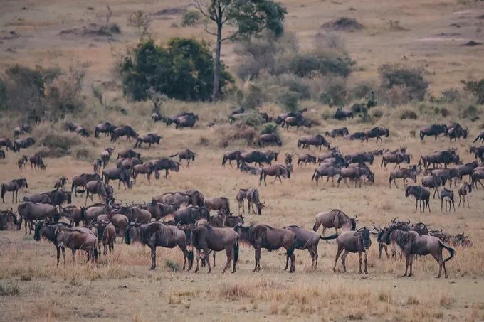 坦桑尼亚之旅,坦桑尼亚东非草原