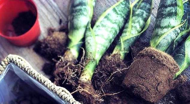 虎皮兰要怎么养才能活,刚栽种的虎皮兰怎么养