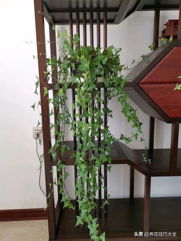 爬墙花卉哪些最好养一年四季,爬墙最好养的十种花