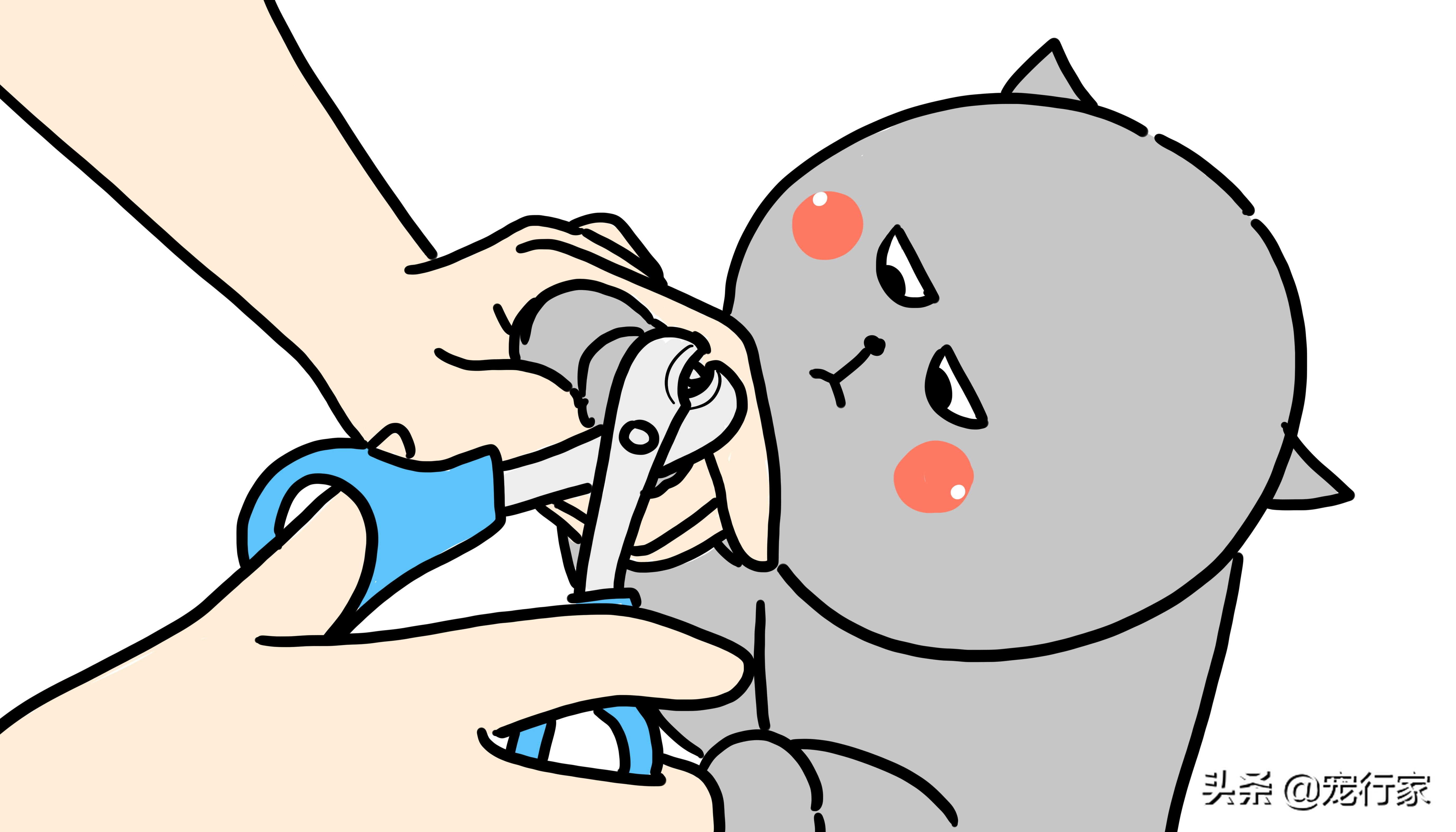 阻止猫咪乱抓家具的实用技巧:让猫学会不在家搞破坏,省下维修钱