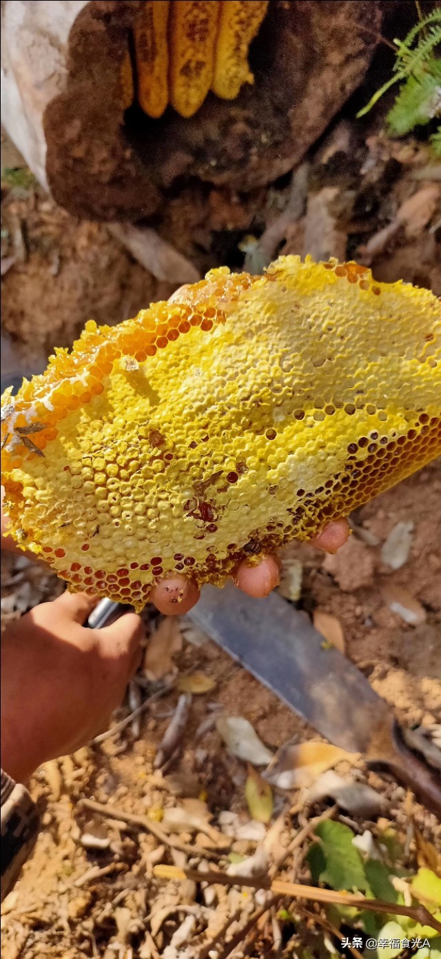 天然减脂秘方大全,中医减脂秘方