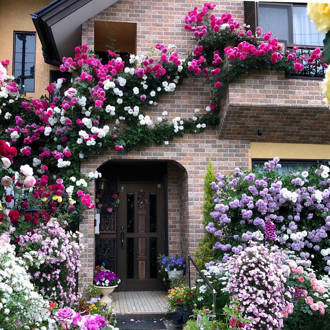 这“38种花”,当你开始收集品种时,你已入坑颇深