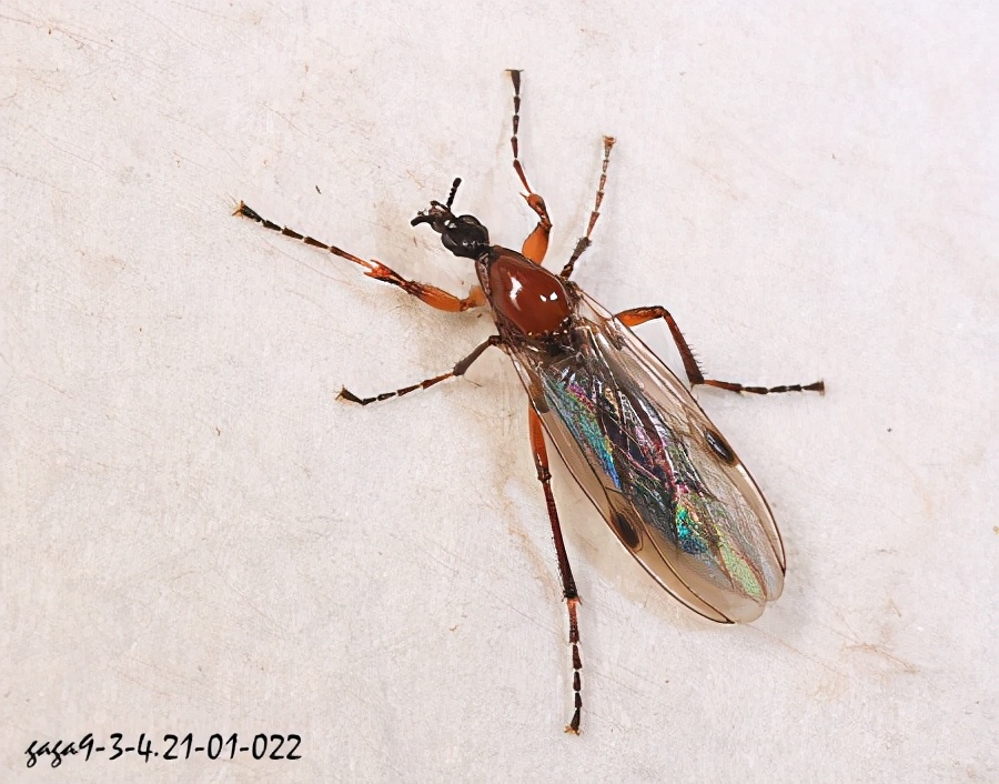 黑蝇是什么意思,黑蝇病