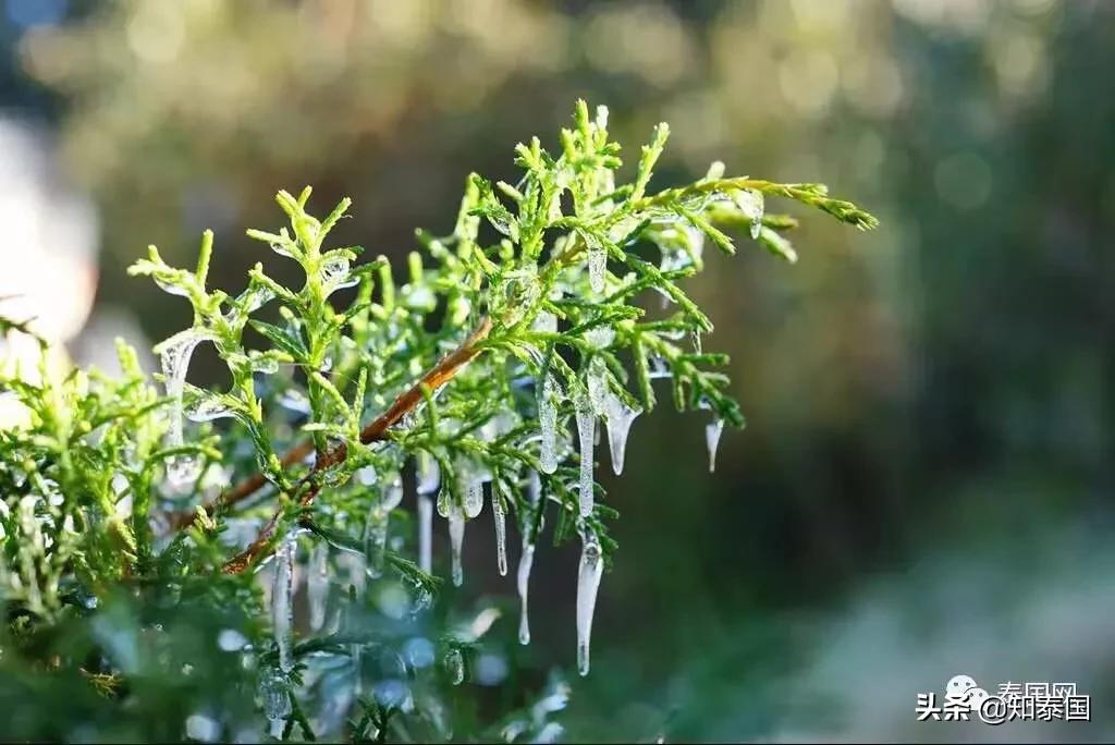 在泰国十几度的天气,泰国十几度冻死人