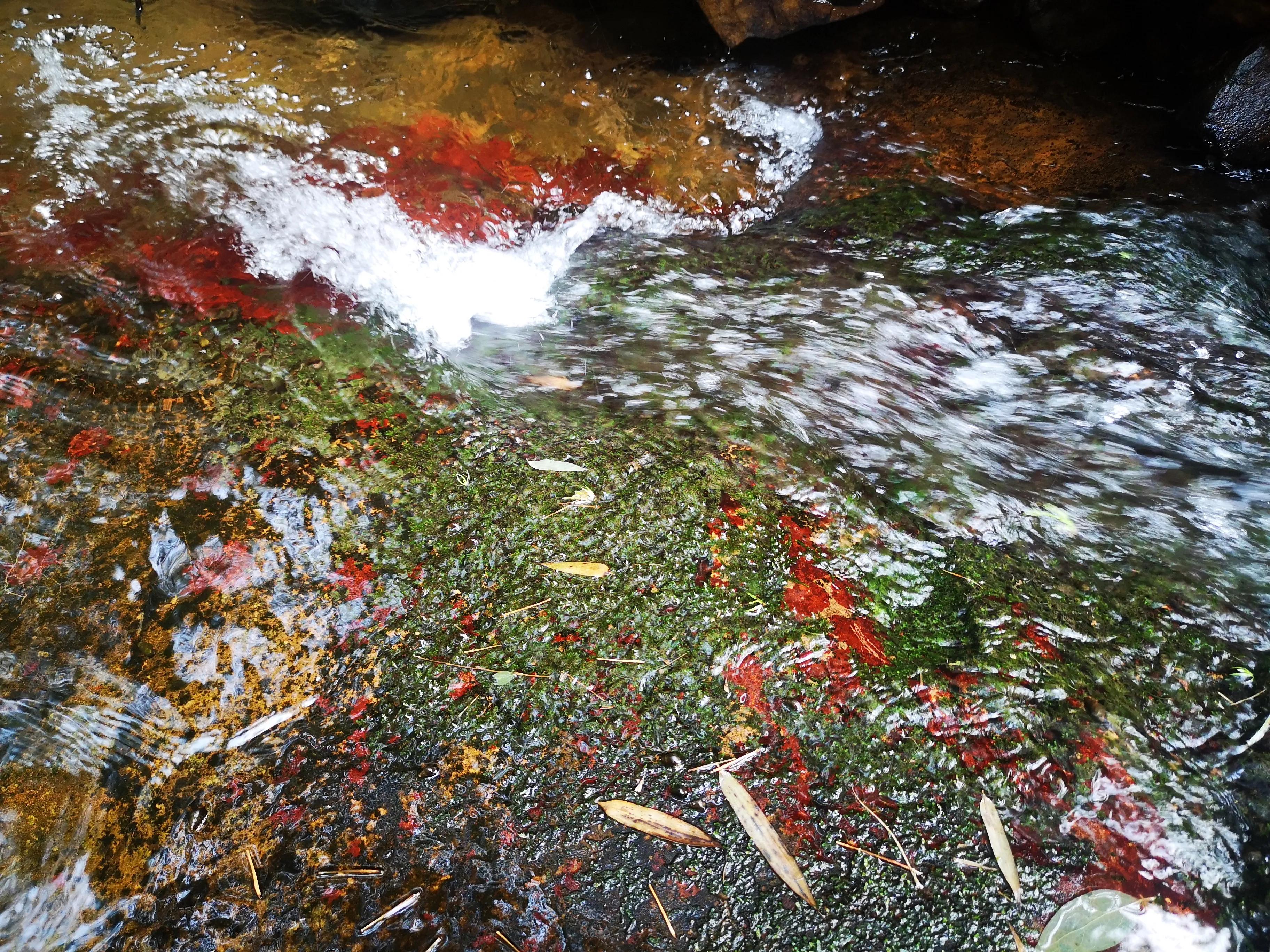 溧阳南山竹海小鸟天堂,宜兴南山竹海和溧阳南山竹海