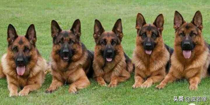 养宠必备常识有哪些,宠狗的十大禁忌