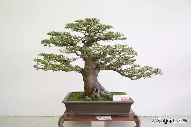 盆景不具有收藏价值,盆景不能有功利心