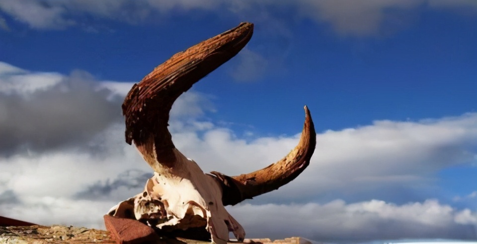 可可西里无人区为什么是人类禁区,去可可西里无人区死亡率