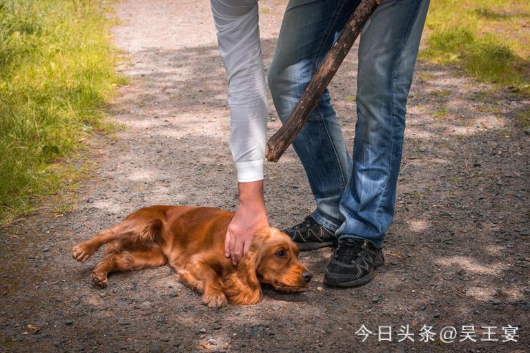 中国虐待流浪猫狗违法吗,虐待流浪猫狗算违法犯罪吗