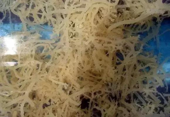 宁波一渔民整理海鲜大全,宁波最全的海鲜