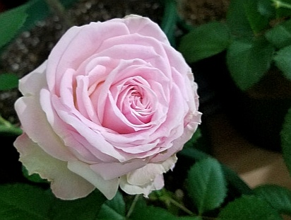 切花火焰月季,适合新手的切花月季