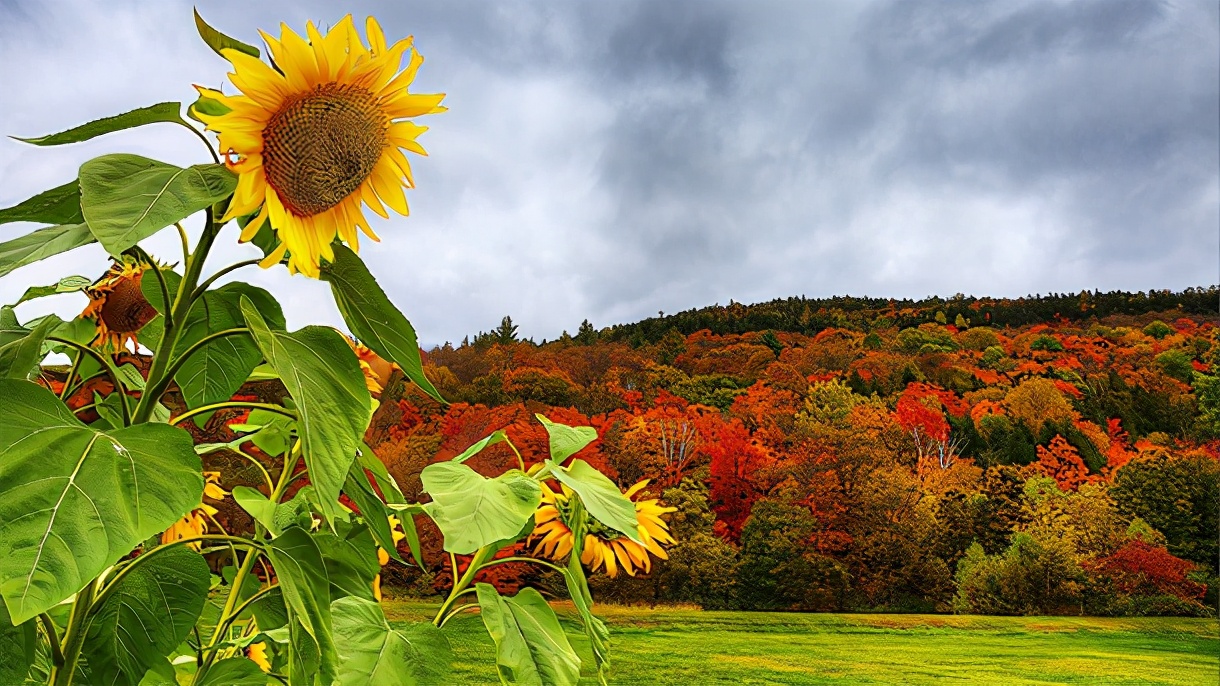 钟姓女孩起名100分单字,钟姓女宝名字大全