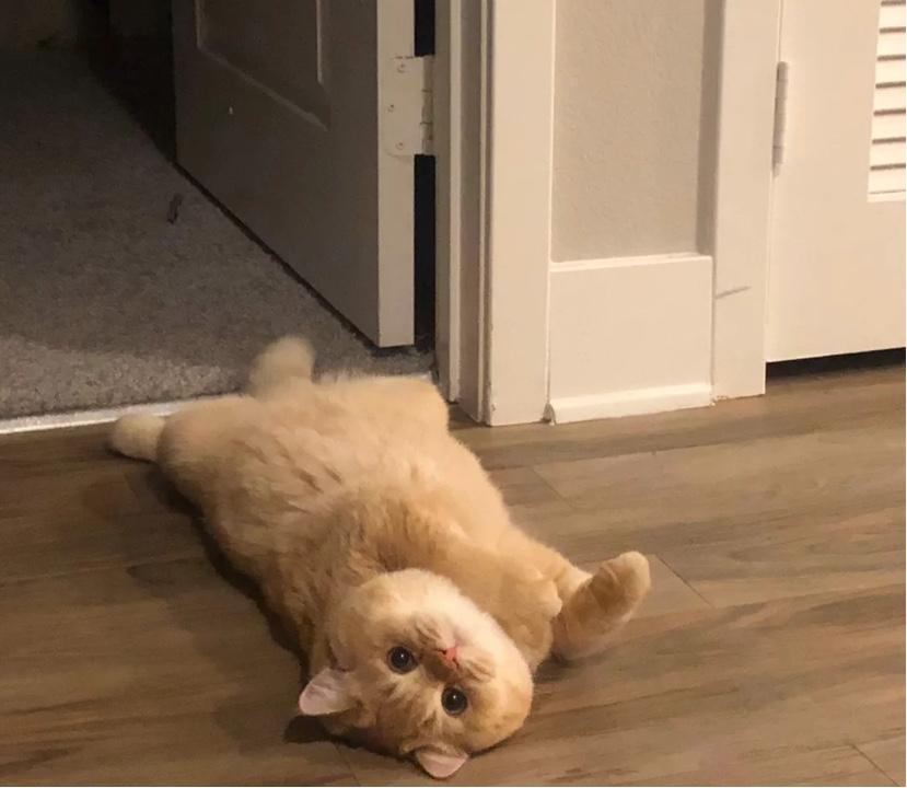 猫咪换牙牙龈出血还可以吃猫粮嘛,猫咪换牙吃什么蔬菜