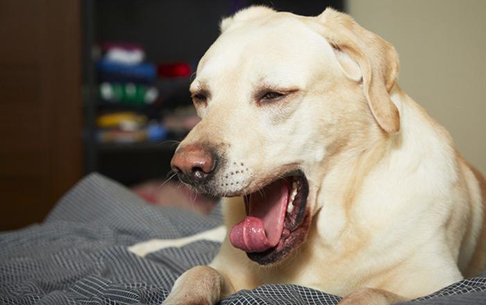 狗狗肠道有异物怎么才可以排出,狗狗肠胃有异物手术大概多少钱