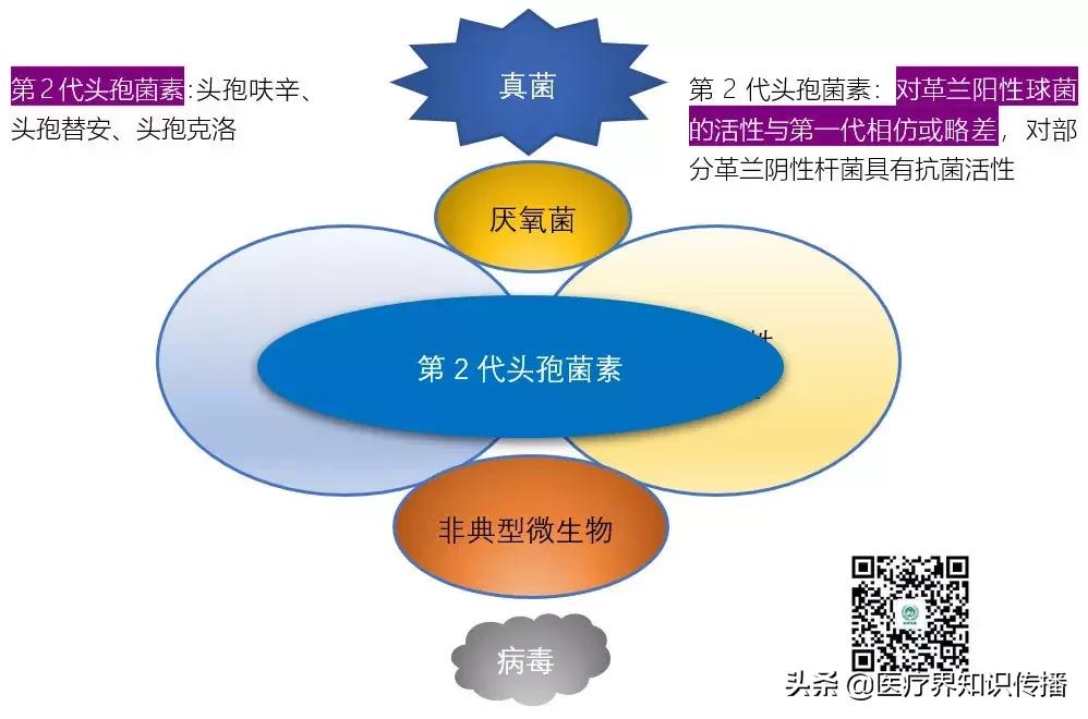 抗菌药谱大全及图片,抗菌谱图解大全