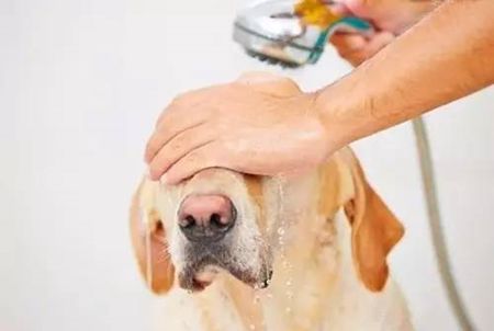 宠物急救常识书本,宠物急救雾化方法有哪些