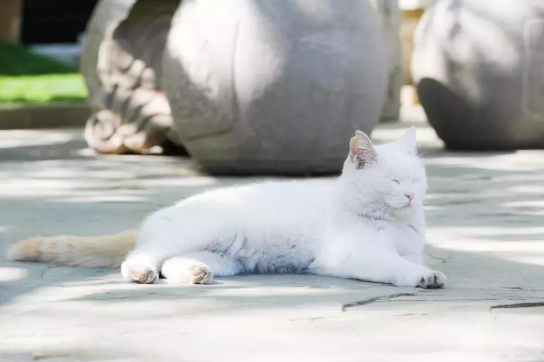 马未都给皇家带什么,马未都讲鸳鸯是什么