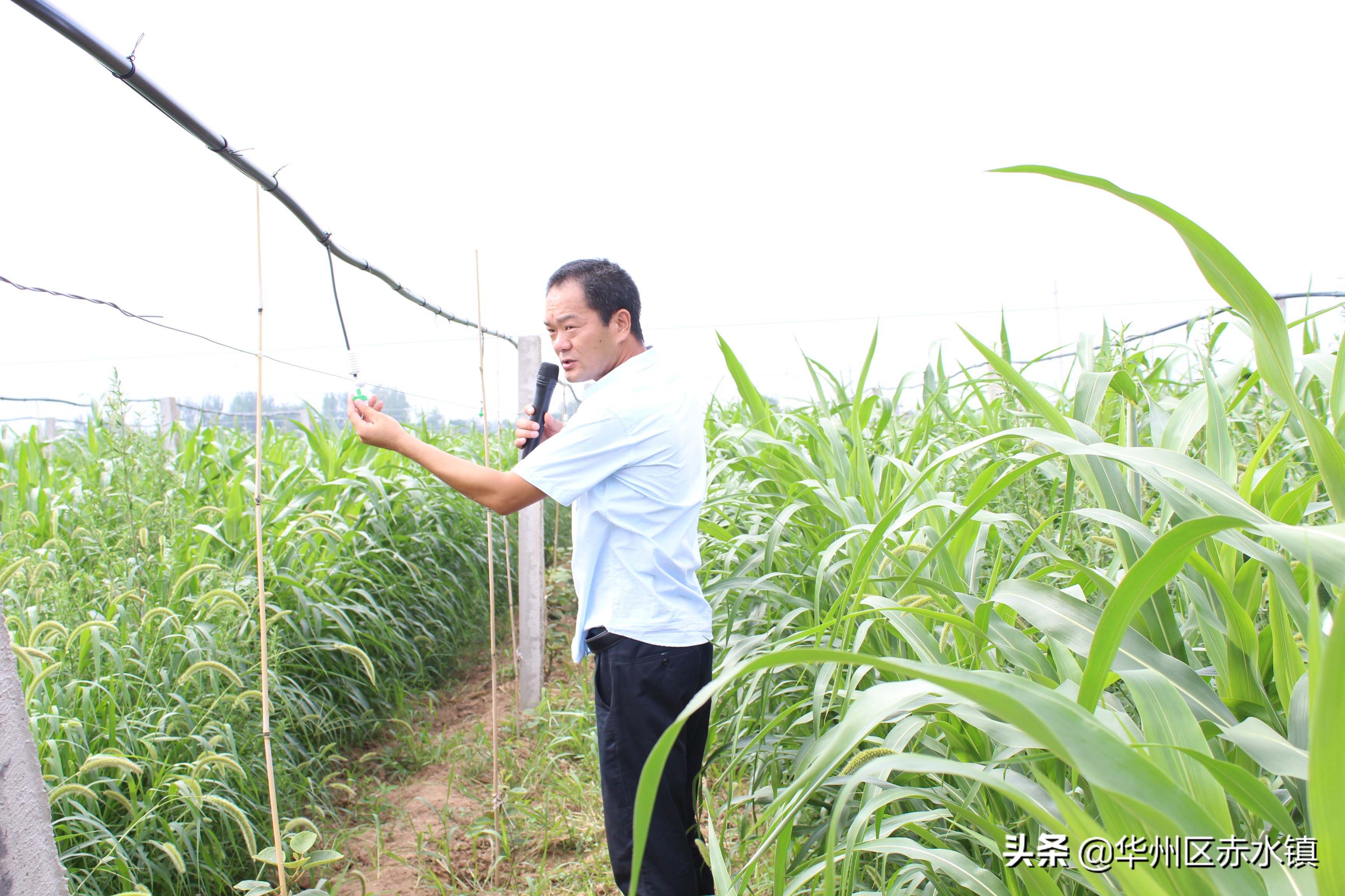 华州区赤水镇:小小“恐龙蛋”助力脱贫路