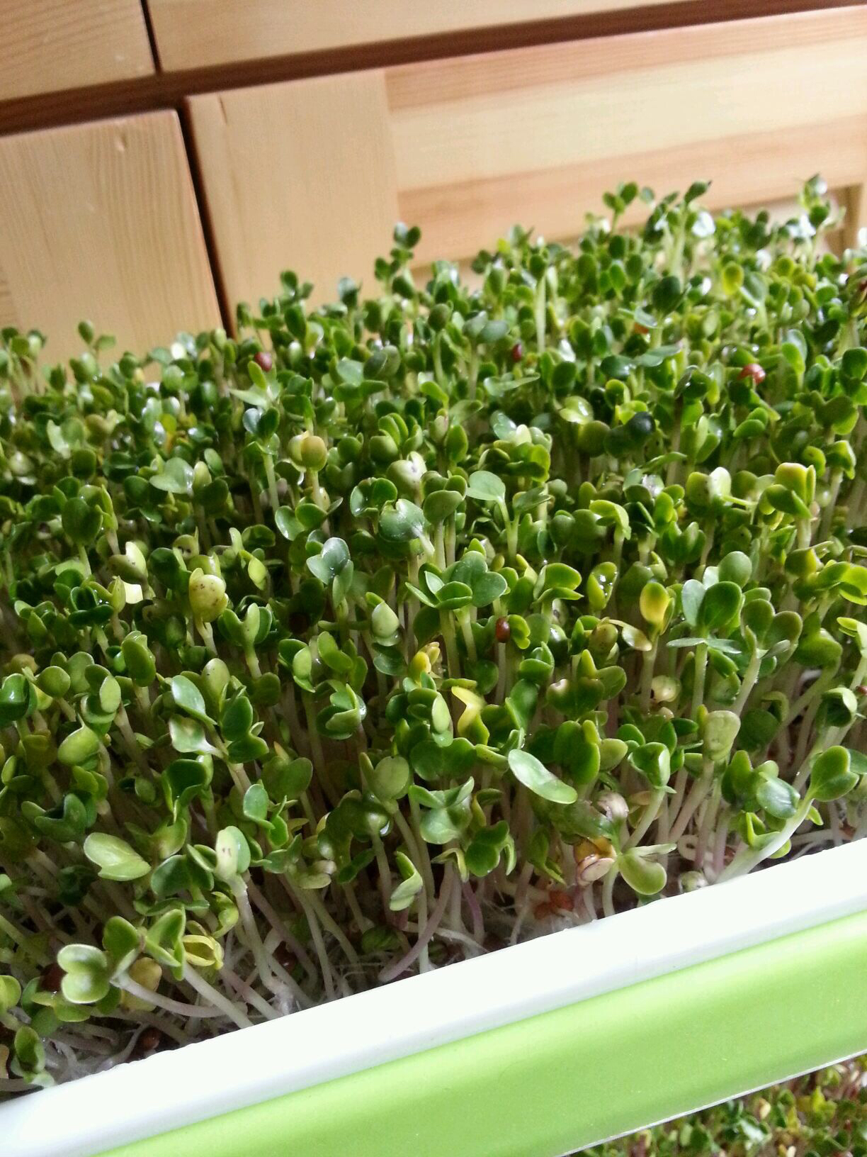 阳台种菜阳光不足种什么菜好,阳台上种菜没光照怎么办