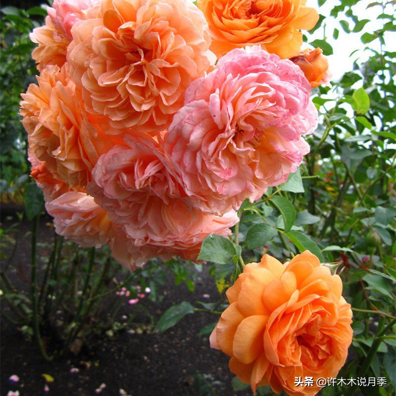 阳光不充足养什么绿植,阳光不足的阳台养什么花