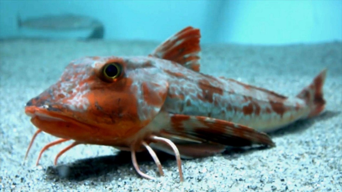 山海经都有哪些动物被证实存在,如果山海经的异兽真的存在