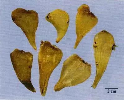 每天学习一味中药半夏视频,每天学习一味中药附子