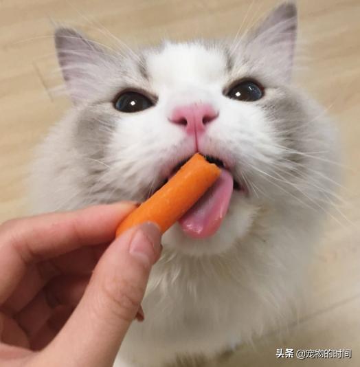 新手养猫全攻略,新手如何养猫全攻略