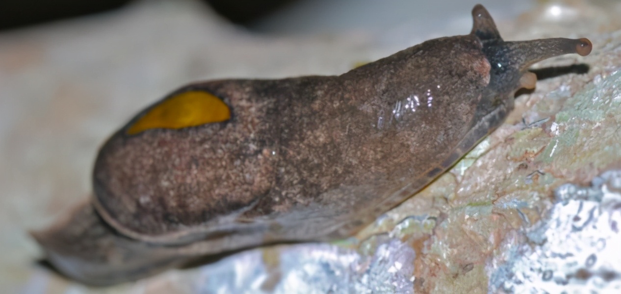 什么蜗牛产出来的卵是红色的,蜗牛是从哪个部位下蛋的