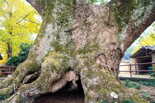 桂林兴安漠川银杏最佳观赏时间,桂林兴安漠川银杏网红打卡地