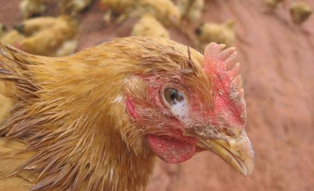 鸡眼睛肿流泪眼里有气泡,鸡眼睛肿带有气泡怎么治疗