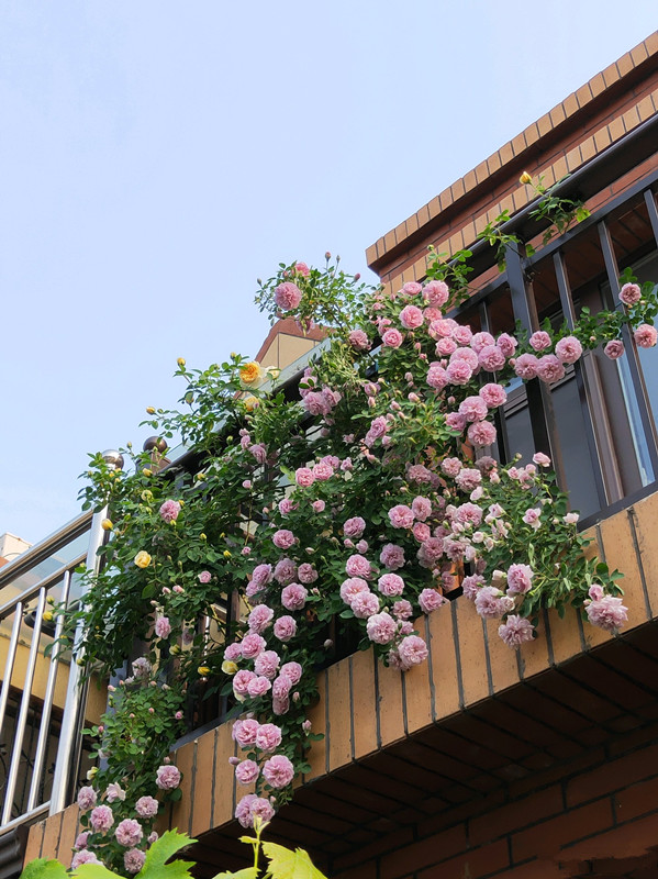 7种小型藤本植物，能在阳台上养，花量巨大，花期长，阳台变花园