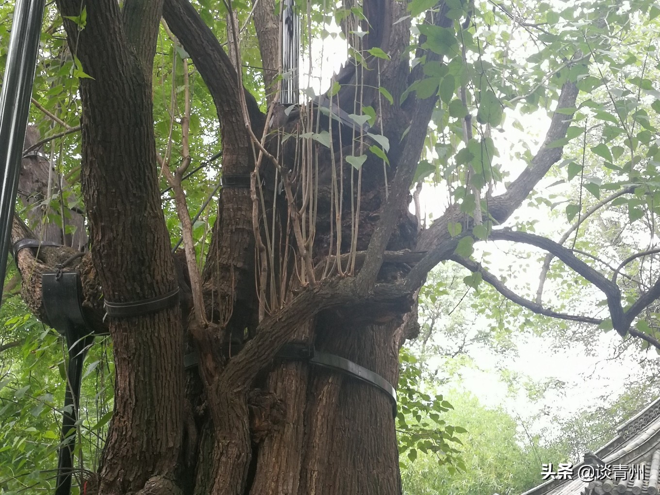 青州古城一日游视频,青州古城夜晚一日游