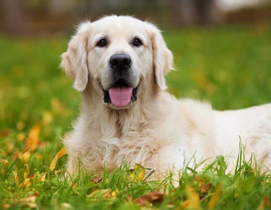 小金毛犬多少钱一只纯种,纯种金毛犬幼犬一般多少钱一只