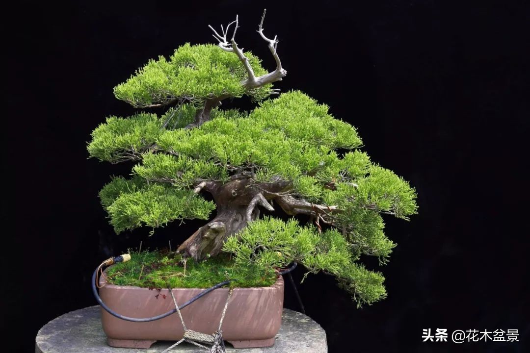 茶桌上养什么盆景植物,最好养的盆景植物推荐