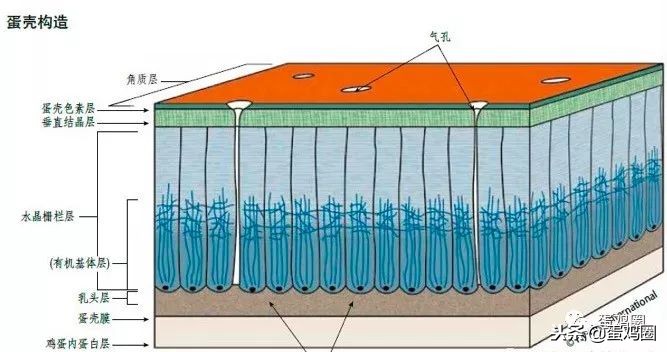 蛋壳是如何形成的？破蛋、软蛋多是咋回事？