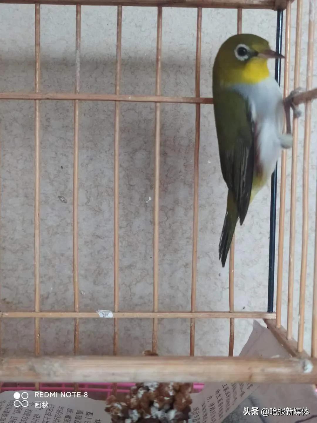 “大胃王”3天吃掉100只仓鼠，“爱心鸟粮”4个月花2万多元